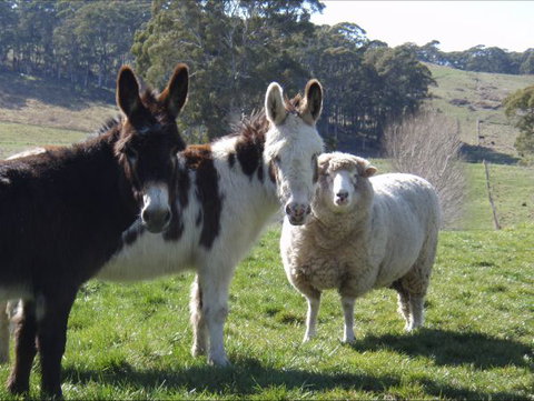Avaleigh Elms Farmstay - Accommodation QLD 0