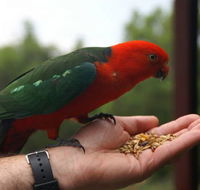 Barrington Tops Escapes - Accommodation QLD