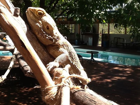 Beechworth Wildlife Stays - Accommodation QLD 7