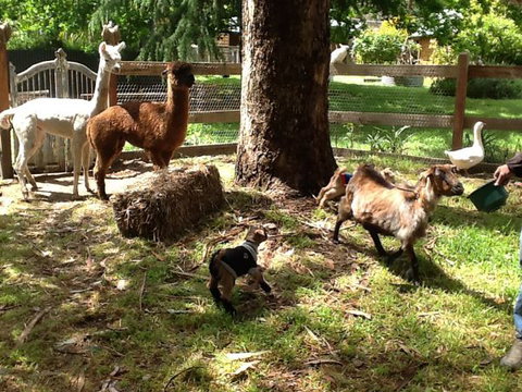 Beechworth Wildlife Stays - Accommodation QLD 8