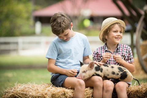 Paradise Country Farmstay - Accommodation QLD 8