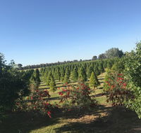 Rutherglen Christmas Trees Farm Stay - Accommodation QLD