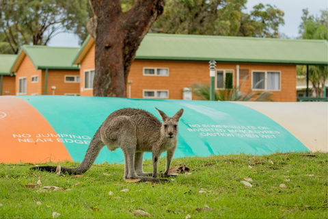 BIG4 Moruya Heads Easts Dolphin Beach Holiday Park - Accommodation QLD 7