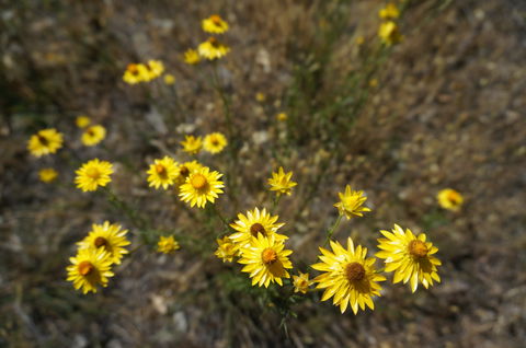 Highfield Farm And Woodland Bush Campsites - Accommodation QLD 3