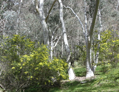 Highfield Farm And Woodland Bush Campsites - Accommodation QLD 4