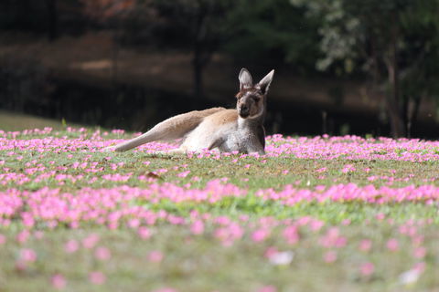 Marima Cottages - Accommodation QLD 5