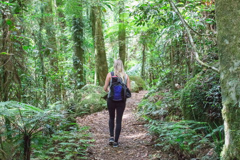 O'Reilly's Rainforest Retreat - Accommodation QLD 5