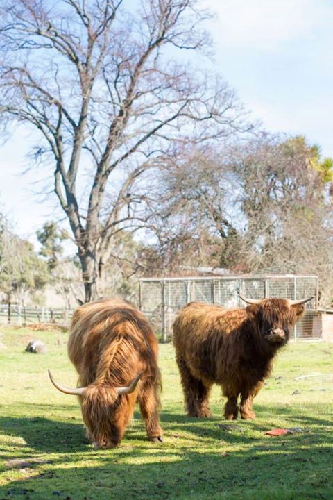 Ratho Farm - Accommodation QLD 8