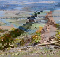 Eaglereach Wilderness Resort - Accommodation QLD