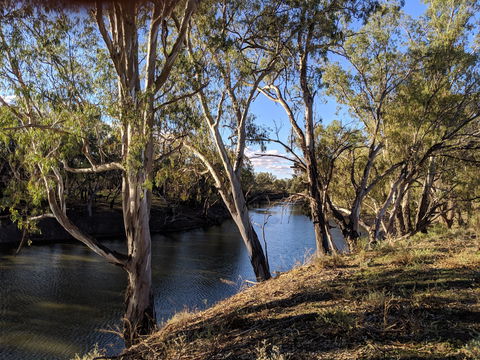 Four Mile Camping Reserve - Accommodation QLD 2