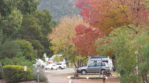 Halls Gap Caravan Park - Accommodation QLD 0