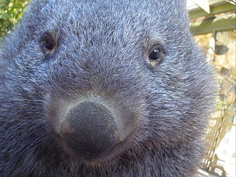 Kingbilli - Accommodation QLD 5