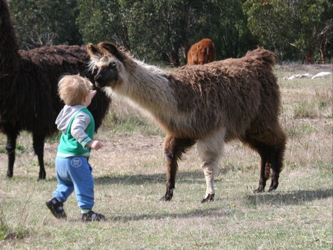 Kingbilli - Accommodation QLD 6