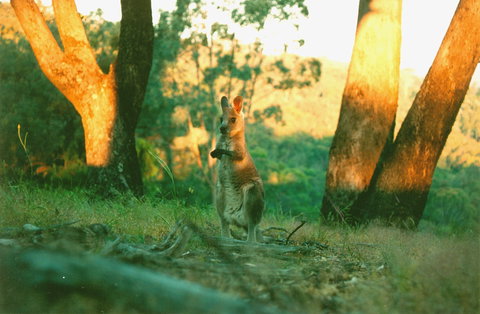 Kingbilli - Accommodation QLD 7