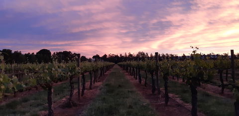 Milawa Vineyard Views - Accommodation QLD 0