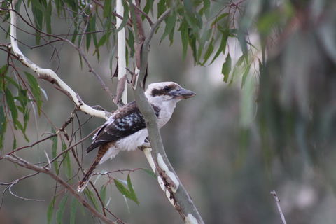 Rabbiters Hut - Accommodation QLD 3