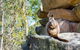 Waterfall Springs Retreat And Wildlife Sanctuary - thumb 9