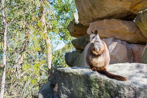 Waterfall Springs Retreat And Wildlife Sanctuary - Accommodation QLD 9