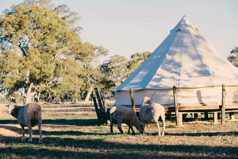 Bellwether Wines - Accommodation QLD 2