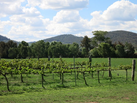 Jessica's Guest House And Vineyard - Accommodation QLD 1