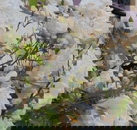 Old Post Office Guesthouse Carcoar - Accommodation QLD