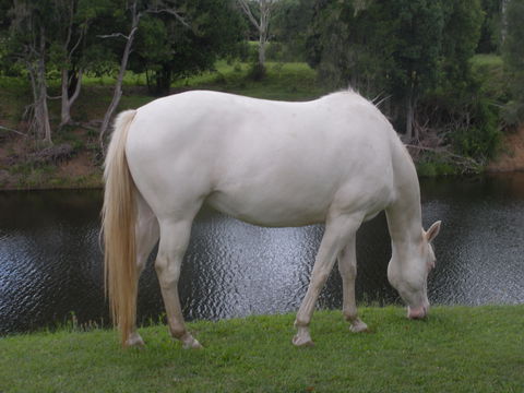 Imbil Bridge Farm And Homestead - Accommodation QLD 1