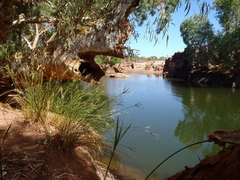 Peedamulla Campground And Cultural Tours - Accommodation QLD 1
