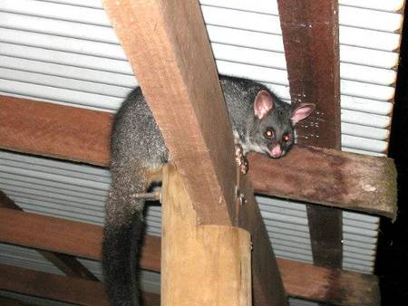 Pemberton  Forrest Cottages  - Accommodation QLD 0