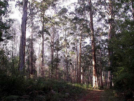 Pemberton  Forrest Cottages  - Accommodation QLD 1