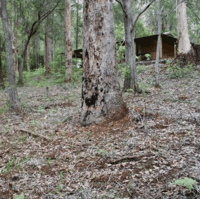 Pemberton  Forrest Cottages  - Accommodation QLD 2