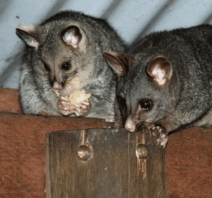 Pemberton  Forrest Cottages  - Accommodation QLD 4