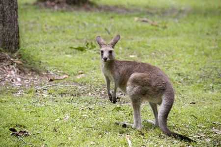 Hungry Head Cabins - Accommodation QLD 3