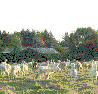 Glenhope Alpacas Self Contained Bb/farmstay - Accommodation QLD