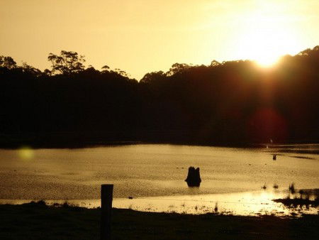 Diamond Tree Farm Stay - Accommodation QLD 4