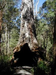 Coalmine Beach Holiday Park - Accommodation QLD 4