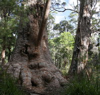 Valley of the Giants Cottage - Accommodation QLD