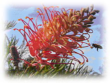 Mimosa Hill Wildflower Farm Cottages - Accommodation QLD 1