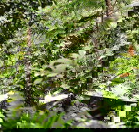 Daintree Ecolodge - Accommodation QLD