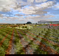 1837 Barossa Luxury Vineyard Cottages - Accommodation QLD