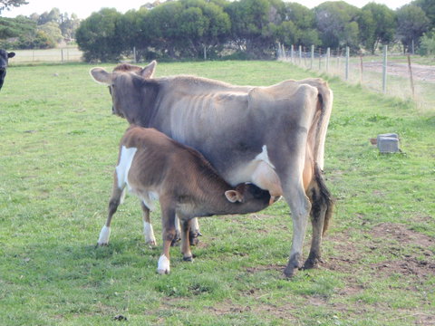 Animal Land Farm Stay - Accommodation QLD 2