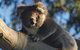 Bimbi Park Camping Under Koalas - thumb 0