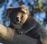 Bimbi Park Camping Under Koalas - Accommodation QLD