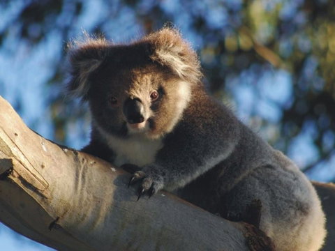 Bimbi Park Camping Under Koalas - Accommodation QLD 0