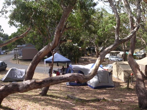 Bimbi Park Camping Under Koalas - Accommodation QLD 1