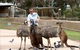 Ramada Resort By Wyndham Ballarat - thumb 1