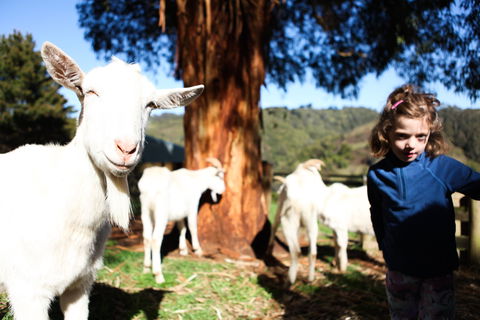 Valley View Nature Retreat - Accommodation QLD 2