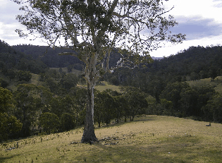 Yasuragi Cabins - Accommodation QLD 1