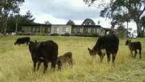Bumblebrook Farm Motel - Accommodation QLD 1
