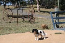 Bumblebrook Farm Motel - Accommodation QLD 5