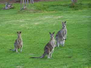 Sunway Farm B And B And Tours - Accommodation QLD 1